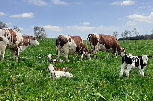 Milchkühe mit Kälbern auf einer Weide. 