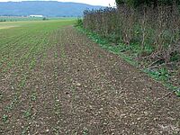 Schneckenschäden im Rapsfeld