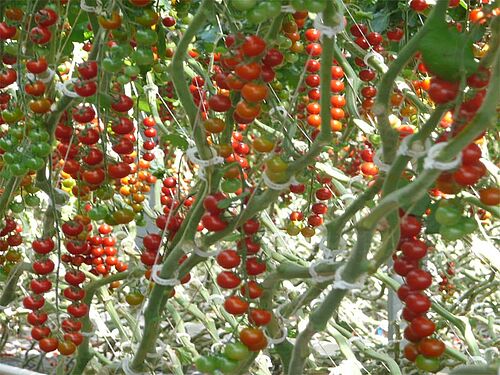 Trauben von reifen Cherrytomaten, noch an den Tomatenpflanzen