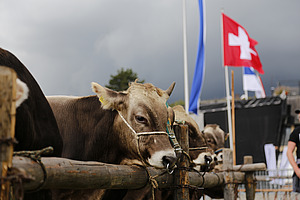 Stiere auf dem Markt.