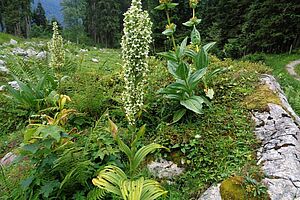 Weisser Germer und Gelber Enzina im der Blüte