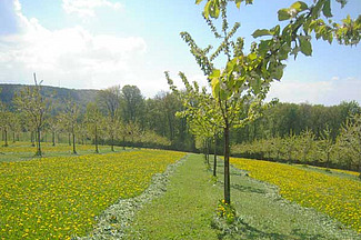 Baumreihen mit jungen Hochstammobstbäumen auf Wiese.