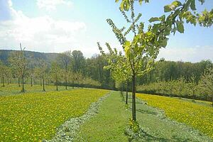 Baumreihen mit jungen Hochstammobstbäumen auf Wiese