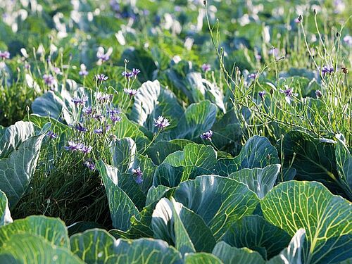 blühende Kornblumen zwischen Kohlstauden