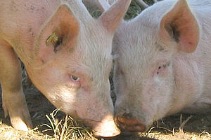 Zwei Mastschweine im Auslauf