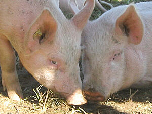 Zwei Mastschweine im Auslauf