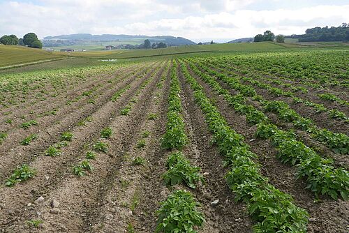 links im Bild; kleine Kartoffelpflanzen ca. 10 cm hoch, rechts kräftige Kartoffelpflanzen, ca. 20 cm hoch