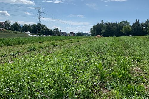 Feld mit grünen, gefiederten Blättern der Kirchererbse.