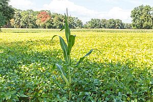 Maispglanze in einem grünen Sojafeld