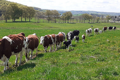Eine Kuhherde mit Kälbern auf dem Weg zur Weide. 