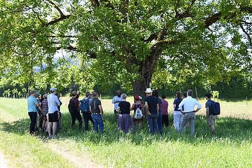 Teilnehmende im Schatten eines Baumes in der FiBL-Agroforstanlage.