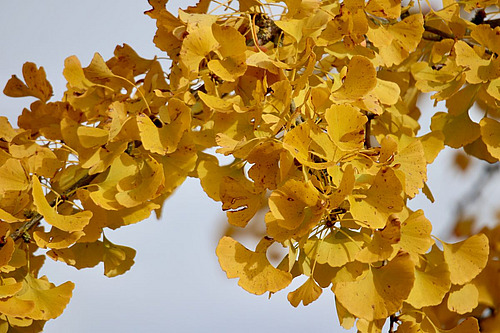 Ast eines Gingkos mit gelben Blättern.