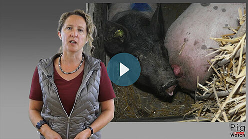 Frau referiert vor Bild mit schwanzbeissendem Schwein