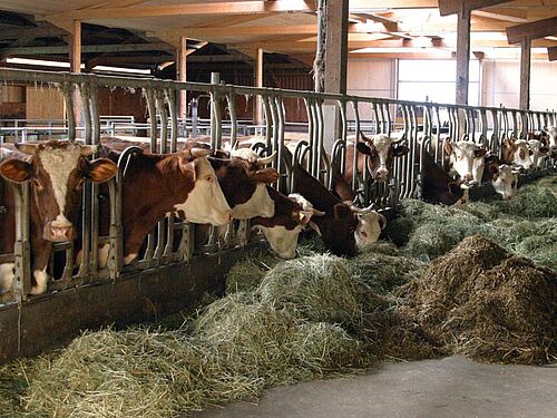 Kühe beim Fressen von Heu und Silage im Laufstall