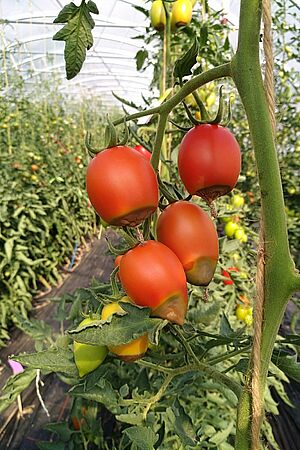 Reife Tomaten mit abgestorbenem Gewebe im unteren Viertel