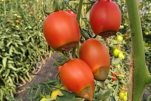 Reife Tomaten mit abgestorbenem Gewebe im unteren Viertel