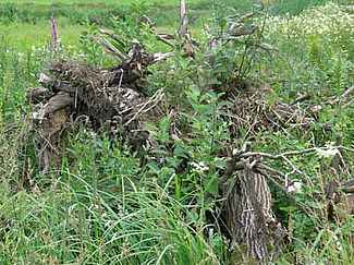 Altholzhaufen