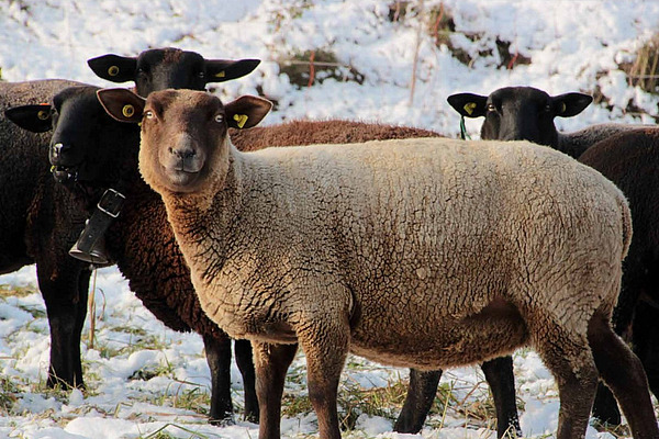 Zwei schwarze und ein braunes Schaf stehen im Schnee und schauen aufmerksam in die Kamera. 