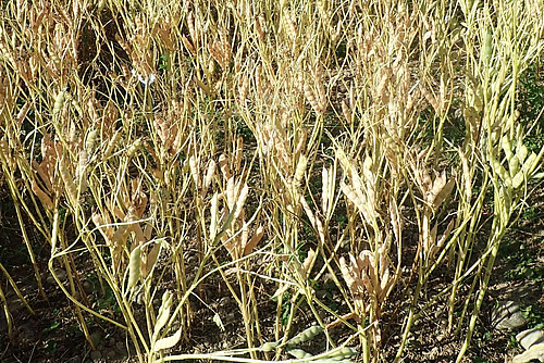 Sich gelb färbende Lupinensamen.