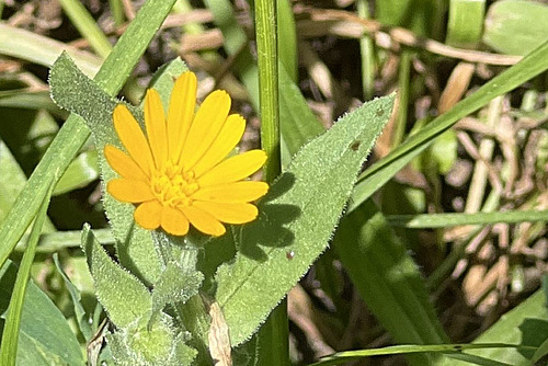 Gelbe Blüte der Ackerringelblume.