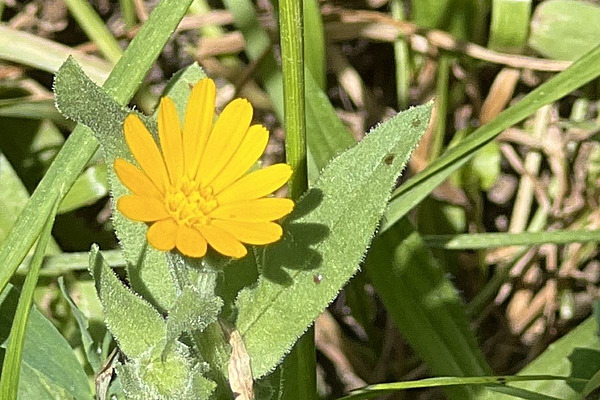 Gelbe Blüte der Ackerringelblume.
