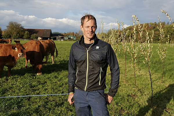 Ein Mann steht auf einer Weide, hinter ihm einige Mutterkühe der Rasse Limousin und eine frisch gepflanzte Futterhecke.