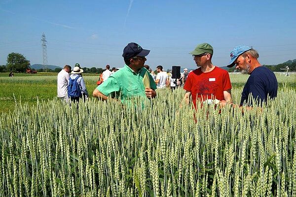 Drei Männer diskutieren in der Parzelle mit Weinen in Ähren