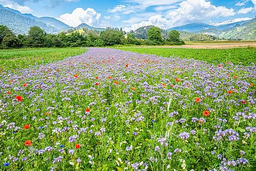 Ein Blumenfeld als Gründüngung mitten im Landwirtschaftsland.