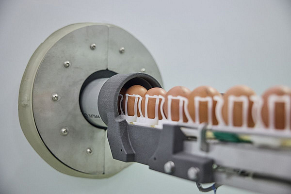 Automatisiertes In-ovo-Verfahren zur Geschlechtsbestimmung im Ei: Eier werden auf einem Förderband durch ein MRT-basiertes Scansystem transportiert, das eine Selektion bereits während der Brut ermöglicht und als Alternative zur Aufzucht aller Küken diskutiert wird.
