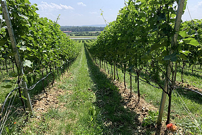 Blick auf Weinberge.