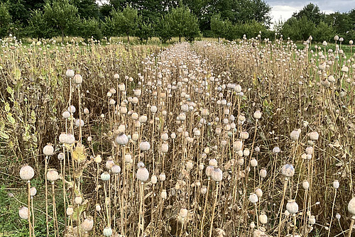 Auf einem Feld stehen zahlreiche braune Mohnpflanzen mit reifen Samenkapseln. 
