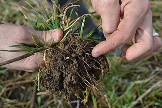 Zu sehen sind Hände, die einen Büschel Gras halten. Dabei zeigt eine Hand auf das Wurzelwerk mit Erde.
