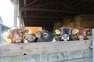 Biorinder im Stall