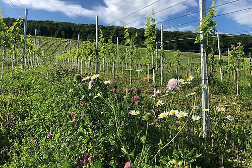 Rebberg mit artenreich bepflanzter Fahrgasse