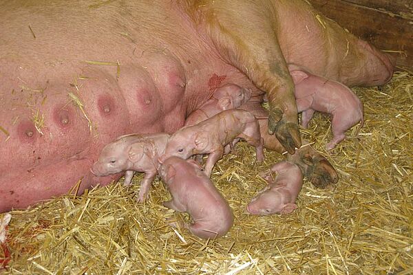 Eine Sau säugt ihre Ferkel