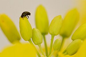 Käfer auf einer Rapsblüte