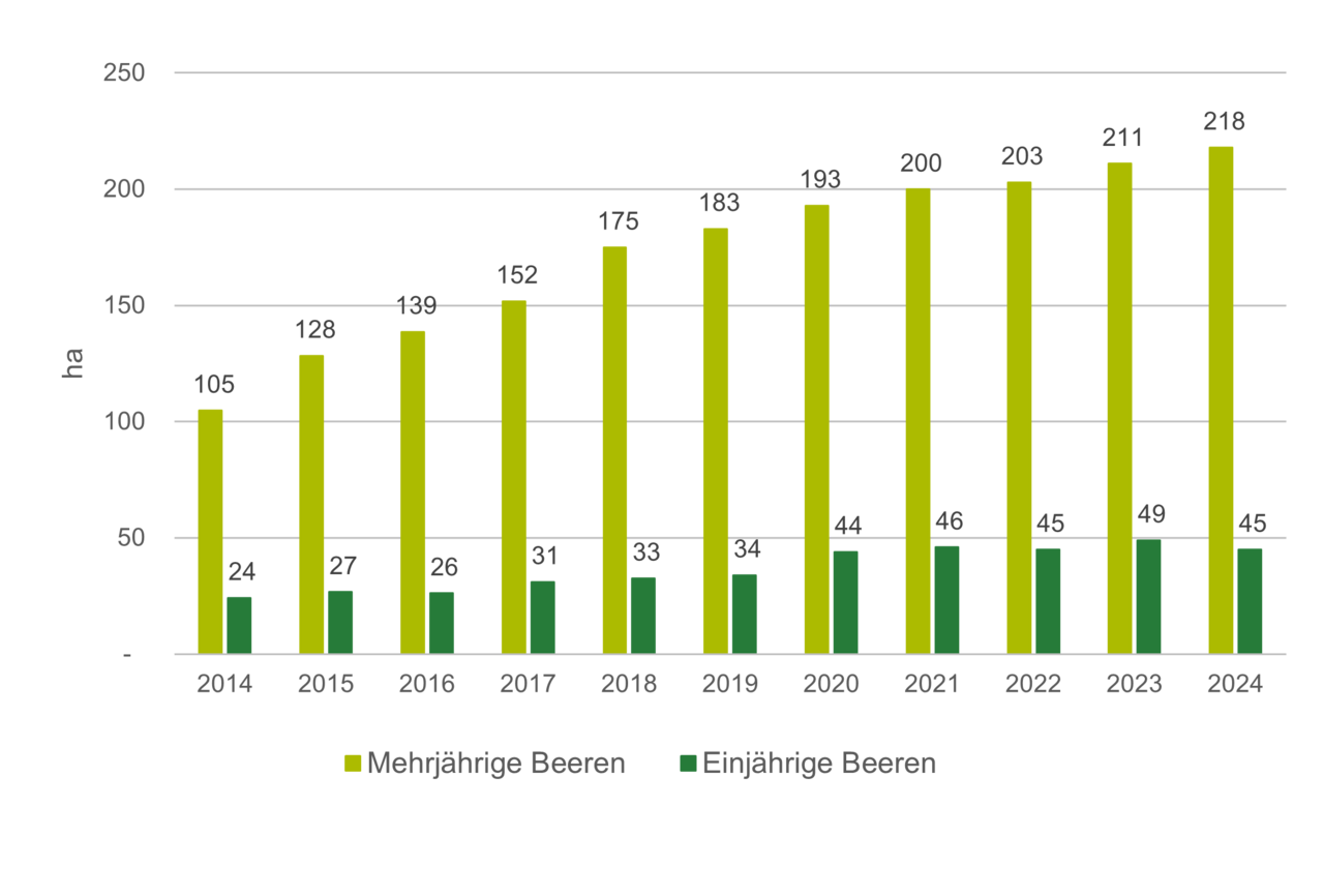 Entwicklung Biobeeren Fläche.