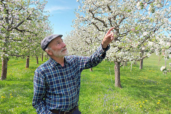 Otto Schmid streckt die Hand aus und berührt den Ast eines blühenden Obstbaums.