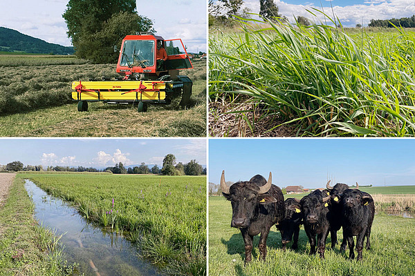 Merkblatt-Cover mit vier Bestimmungsbilder (Felder mit Rinder, Moorlandschaft und Gras).