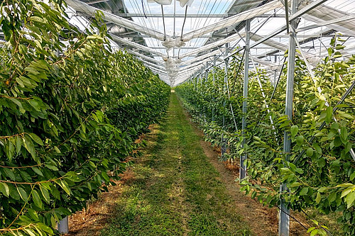 Kirschenbäume unter Solarpanels und Foliendach.