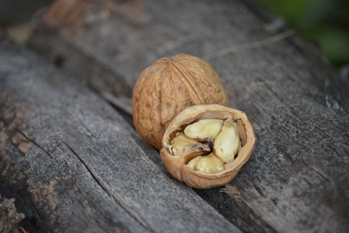 Eine geschlossene und eine halbierte Baumnuss liegen nebeneinander.