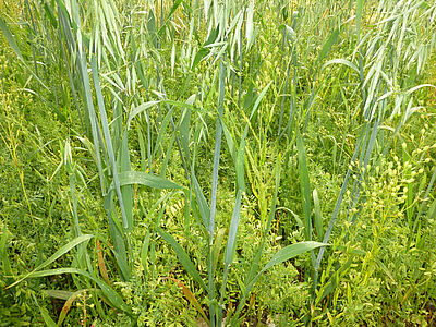 Pflanzen von Hafer (in Rispen), Linsen und Leindotter gemischt aufs Feld.