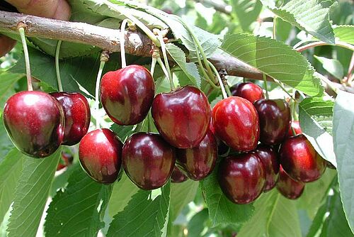 reife rote Kirschen am Zweig