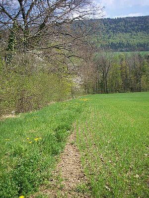 Wiesenstreifen zwischen Acker und Hecke