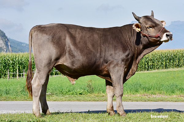 Ein junger brauner Stier posiert auf einer grünen Wiese.