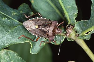 Rotbeinige Baumwanze auf einem Blatt