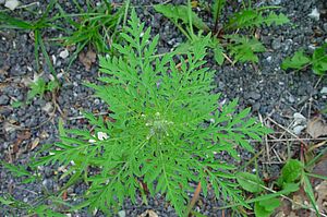 Ambrosia (Ambrosia artemisiifolia L.). Foto: Erwin Joerg