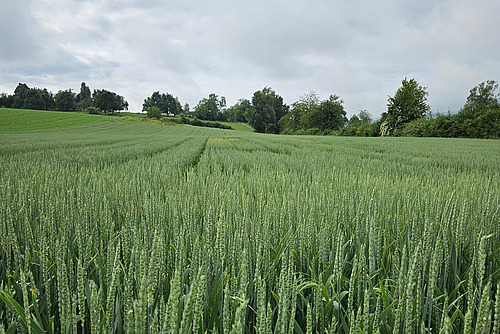 Weizenfeld.