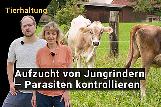 Ein Mann und eine Frau mit Kühen im Hintergrund.