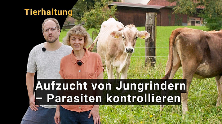 Ein Mann und eine Frau mit Kühen im Hintergrund.